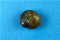 藏品(扭鐘螺)的圖片